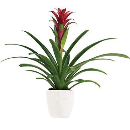 Bromeliad Beauty